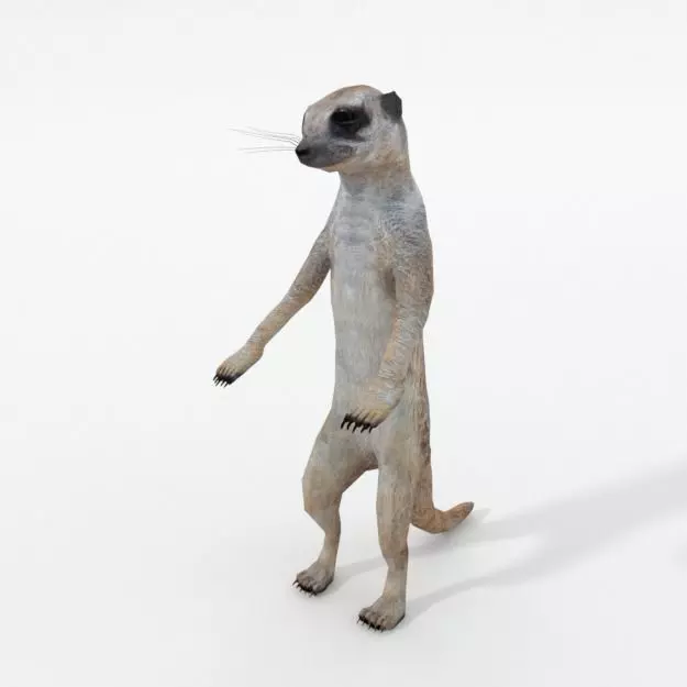 Meerkat Low-poly 3D model_0