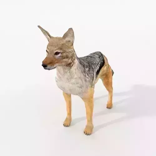 Jackal coyote