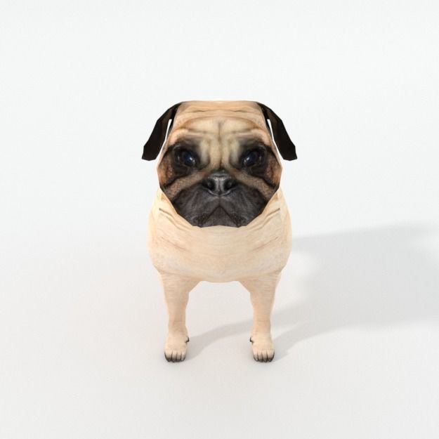 Dog Pug Low-poly 3D model_2