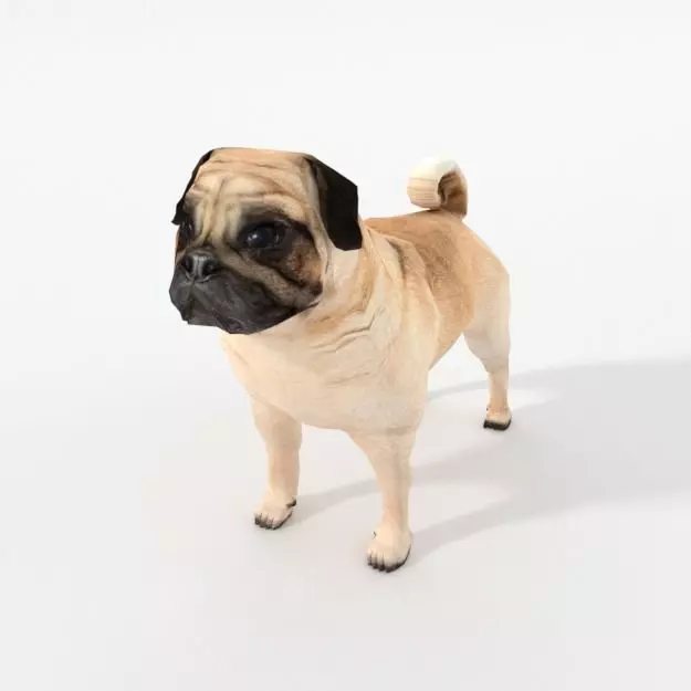 Dog Pug Low-poly 3D model_0