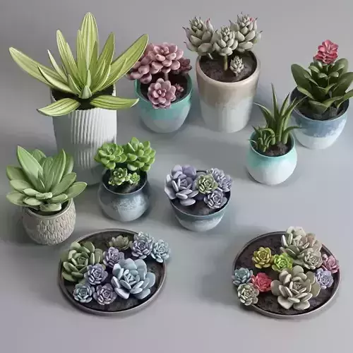 plant 1 succulents in pots on table