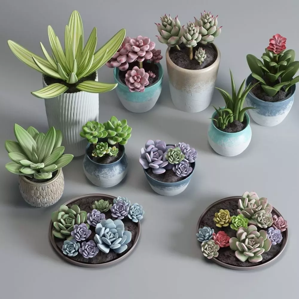 plant 1 succulents in pots on table 3D model_0