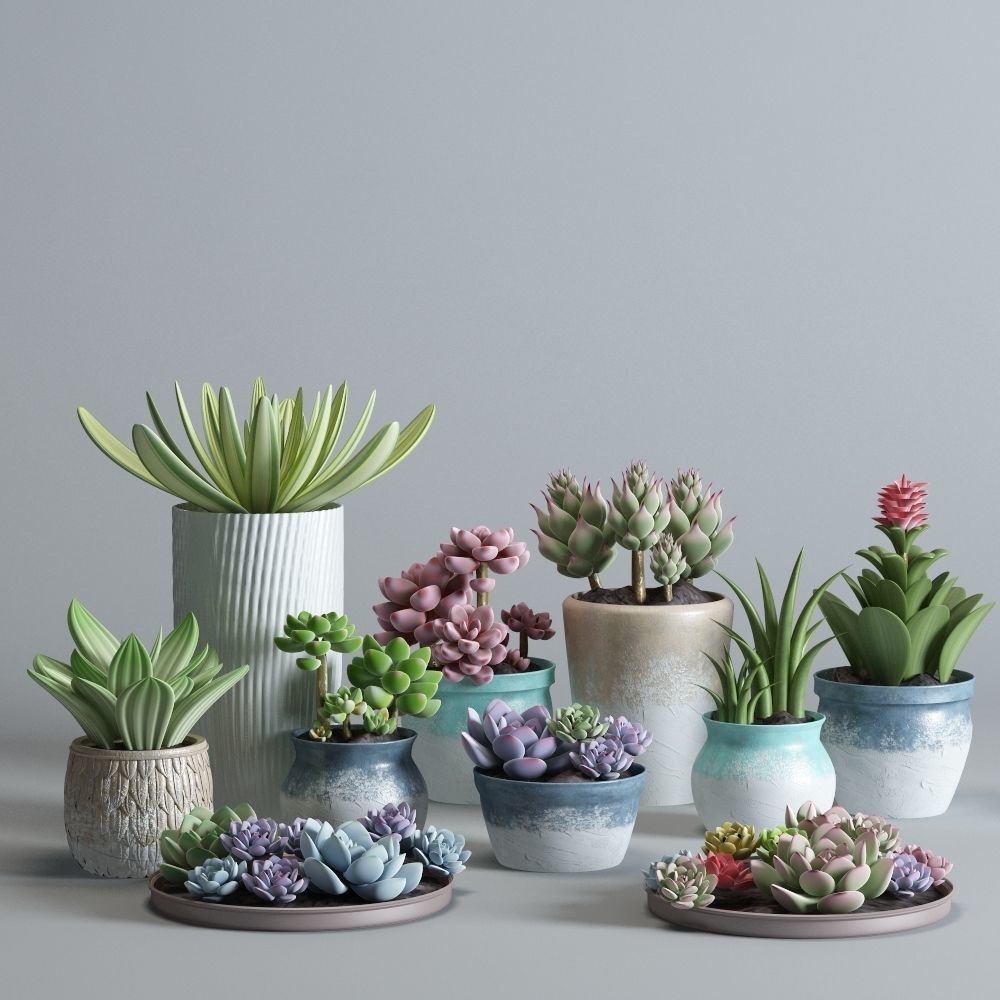 plant 1 succulents in pots on table 3D model_1