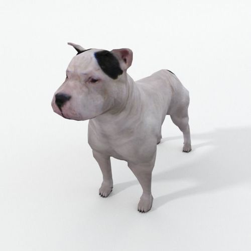 Pitbull dog Low-poly 3D model