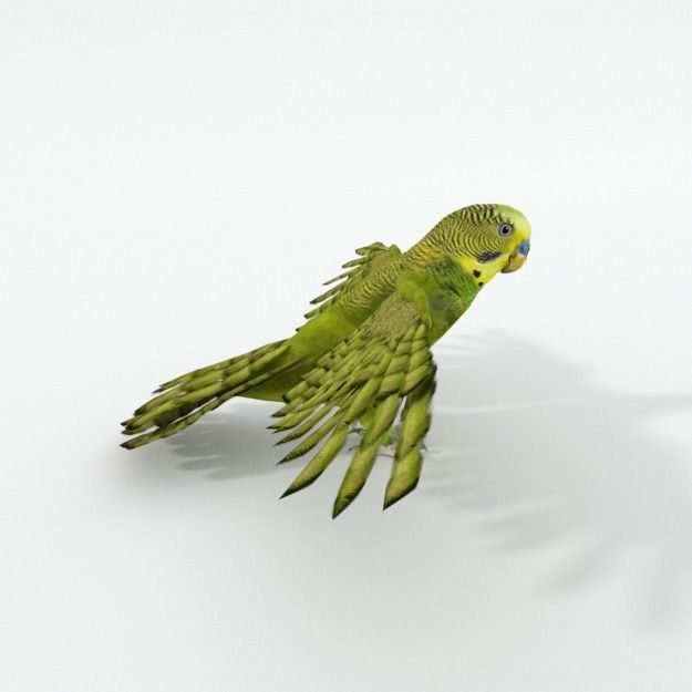 Parakeet parrot with wings spread Low-poly 3D model_3