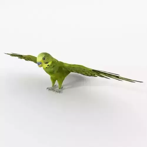 Parakeet parrot with wings spread Low-poly 3D model