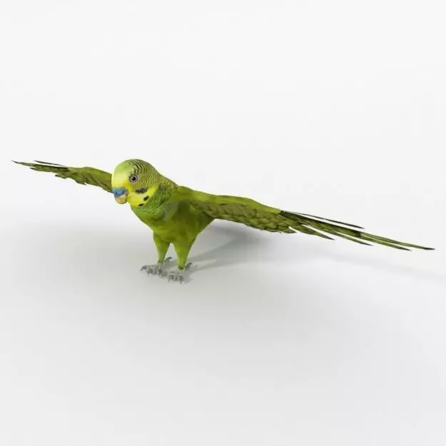Parakeet parrot with wings spread Low-poly 3D model_0