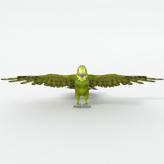Parakeet parrot with wings spread Low-poly 3D model_2
