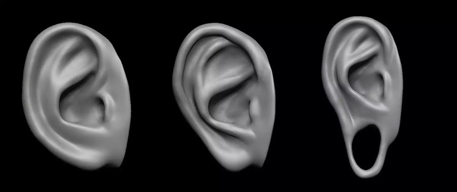 Free sample of 3 EARS with high poly and low poly 3D model Free 3D model