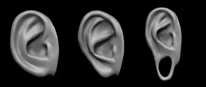 Free sample of 3 EARS with high poly and low poly 3D model Free 3D model