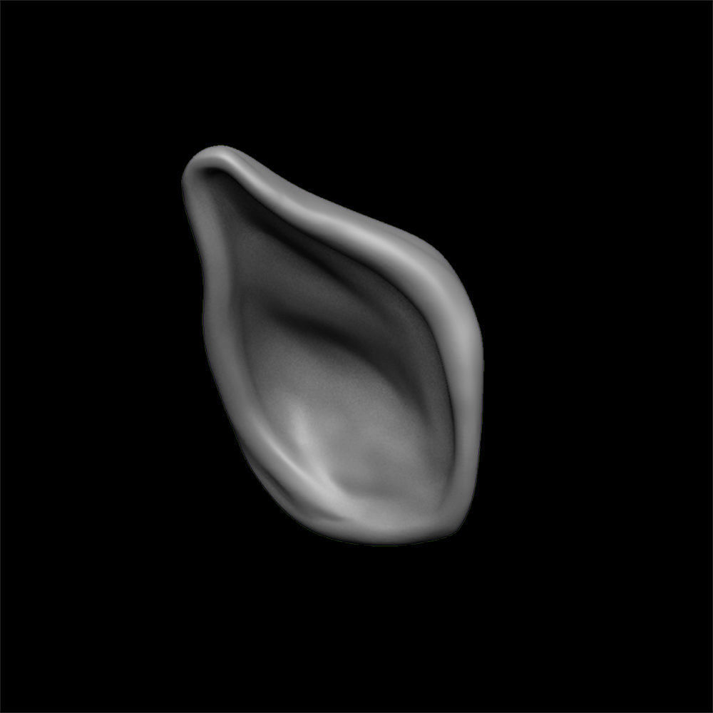 ears 3D model with high poly and low poly 3D model_2