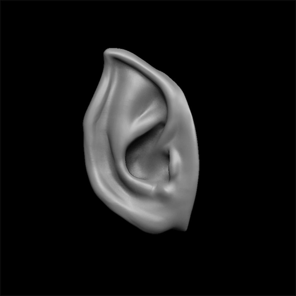 ears 3D model with high poly and low poly 3D model_6