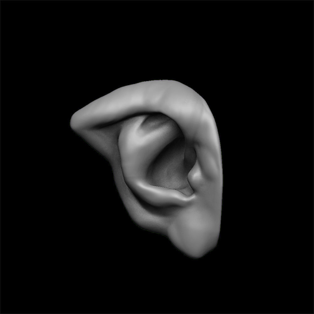 ears 3D model with high poly and low poly 3D model_17