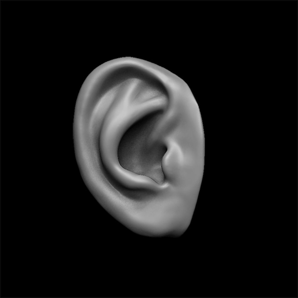 ears 3D model with high poly and low poly 3D model_20
