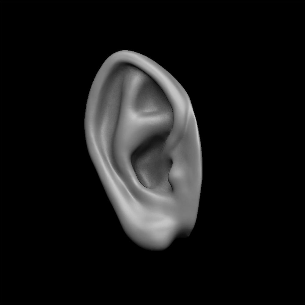 ears 3D model with high poly and low poly 3D model_19