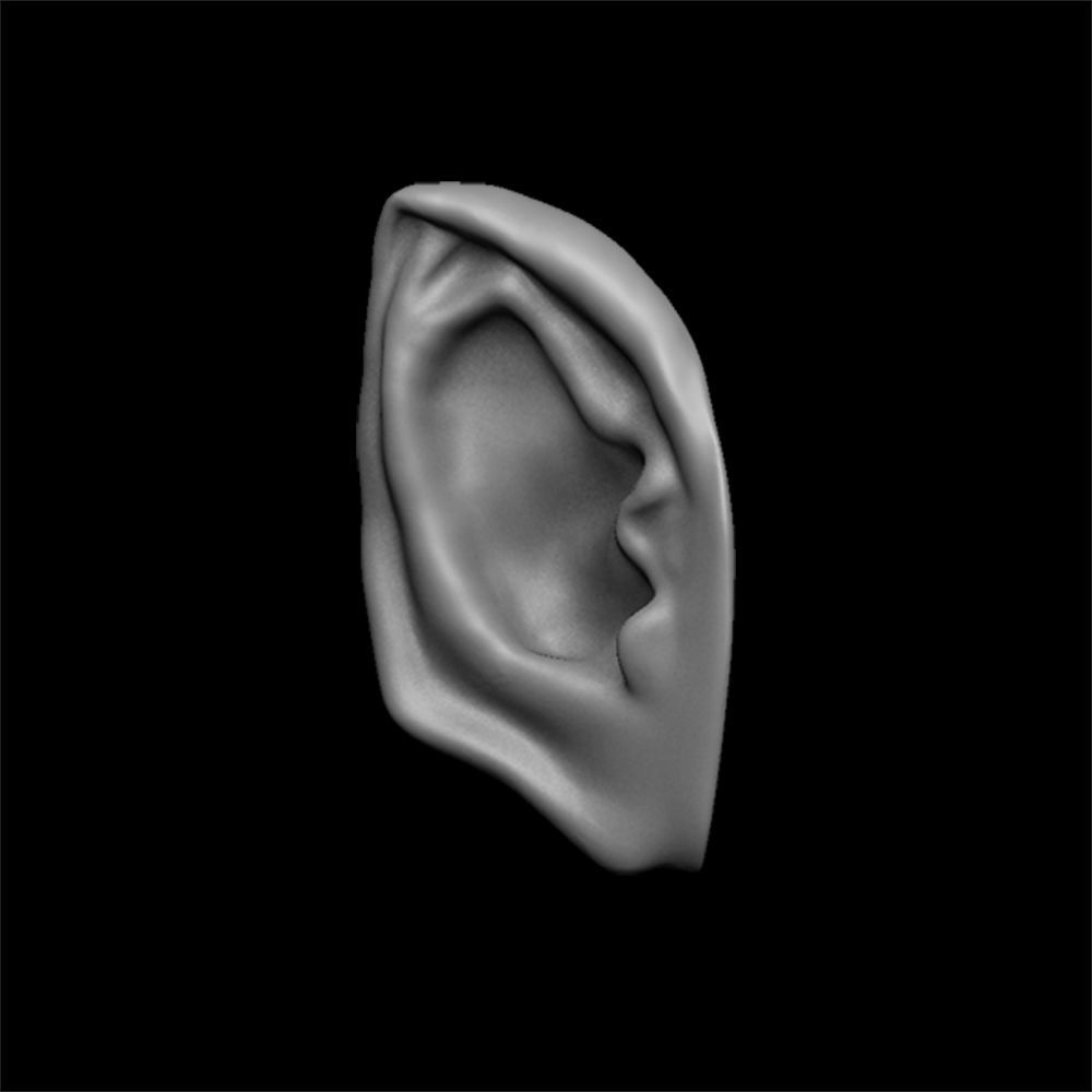 ears 3D model with high poly and low poly 3D model_7