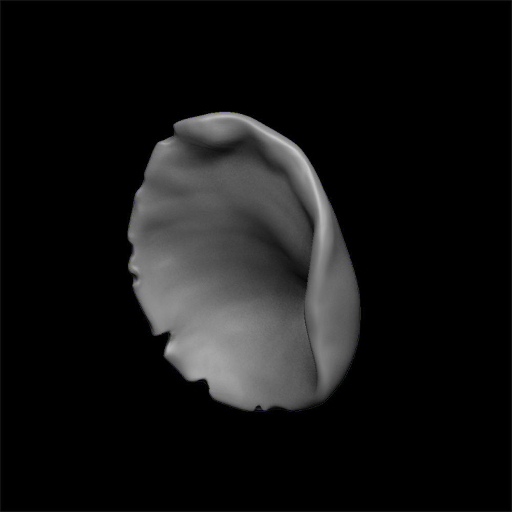 ears 3D model with high poly and low poly 3D model_4