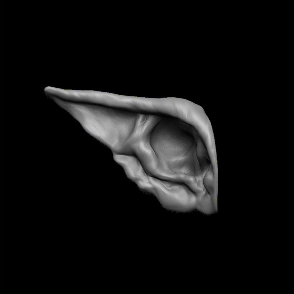 ears 3D model with high poly and low poly 3D model_5