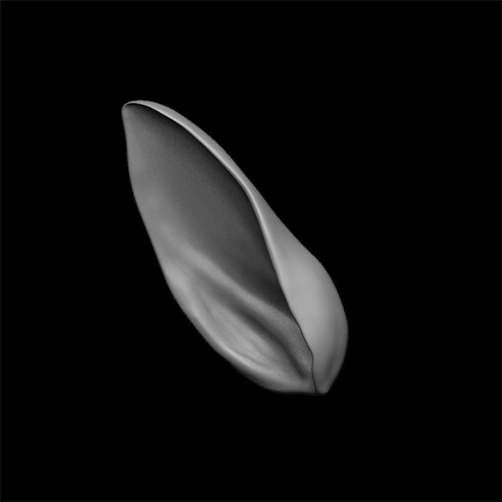 ears 3D model with high poly and low poly 3D model_3