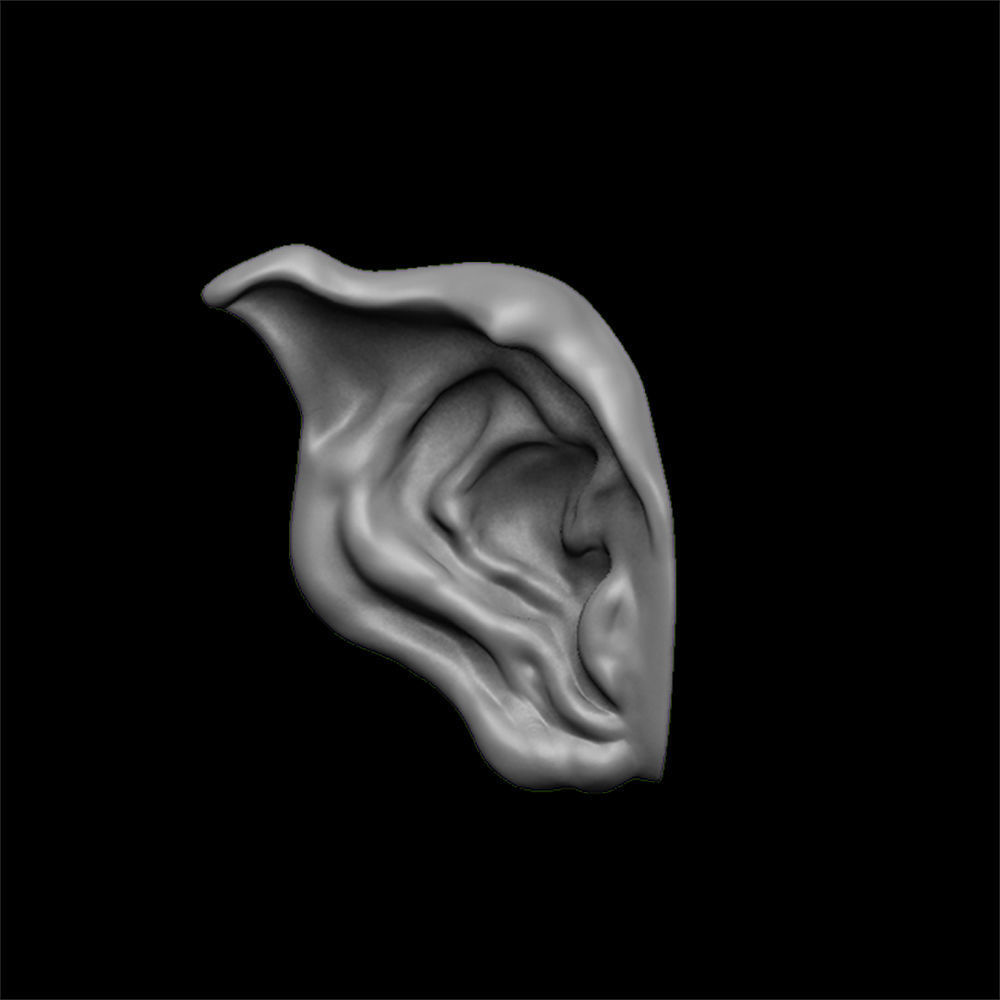 ears 3D model with high poly and low poly 3D model_9