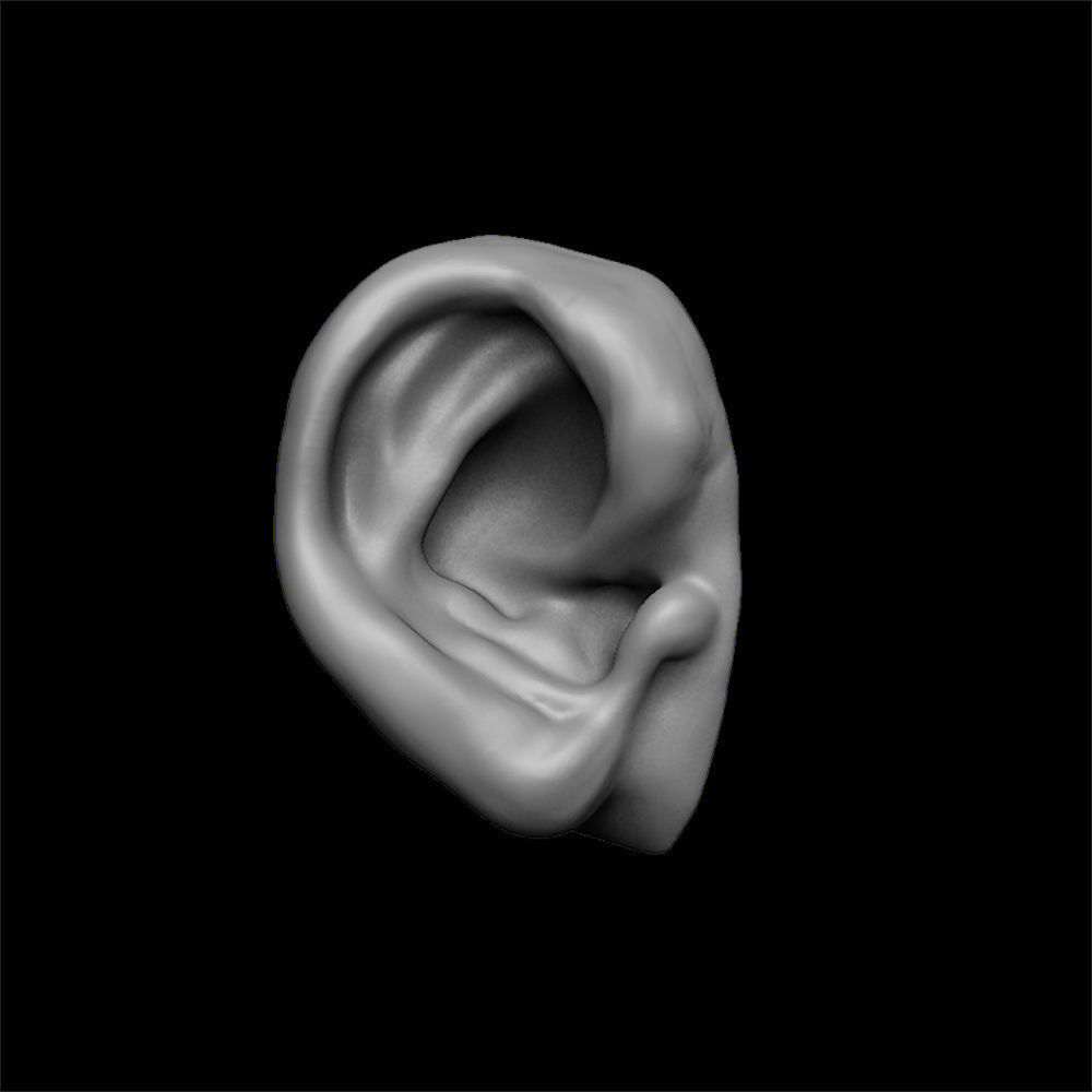 ears 3D model with high poly and low poly 3D model_18