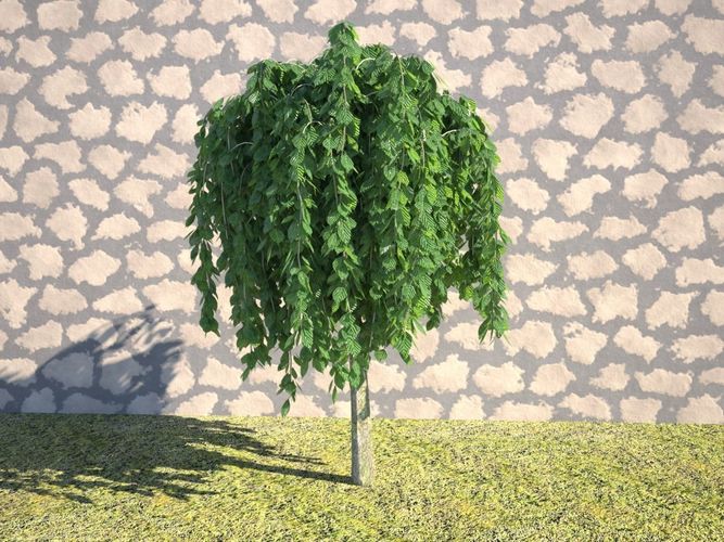 Realistic Tree Salix pendula 3D model