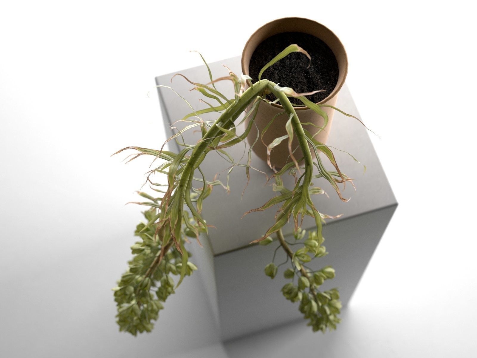 Cyclades Vase with Plants 3D model_2