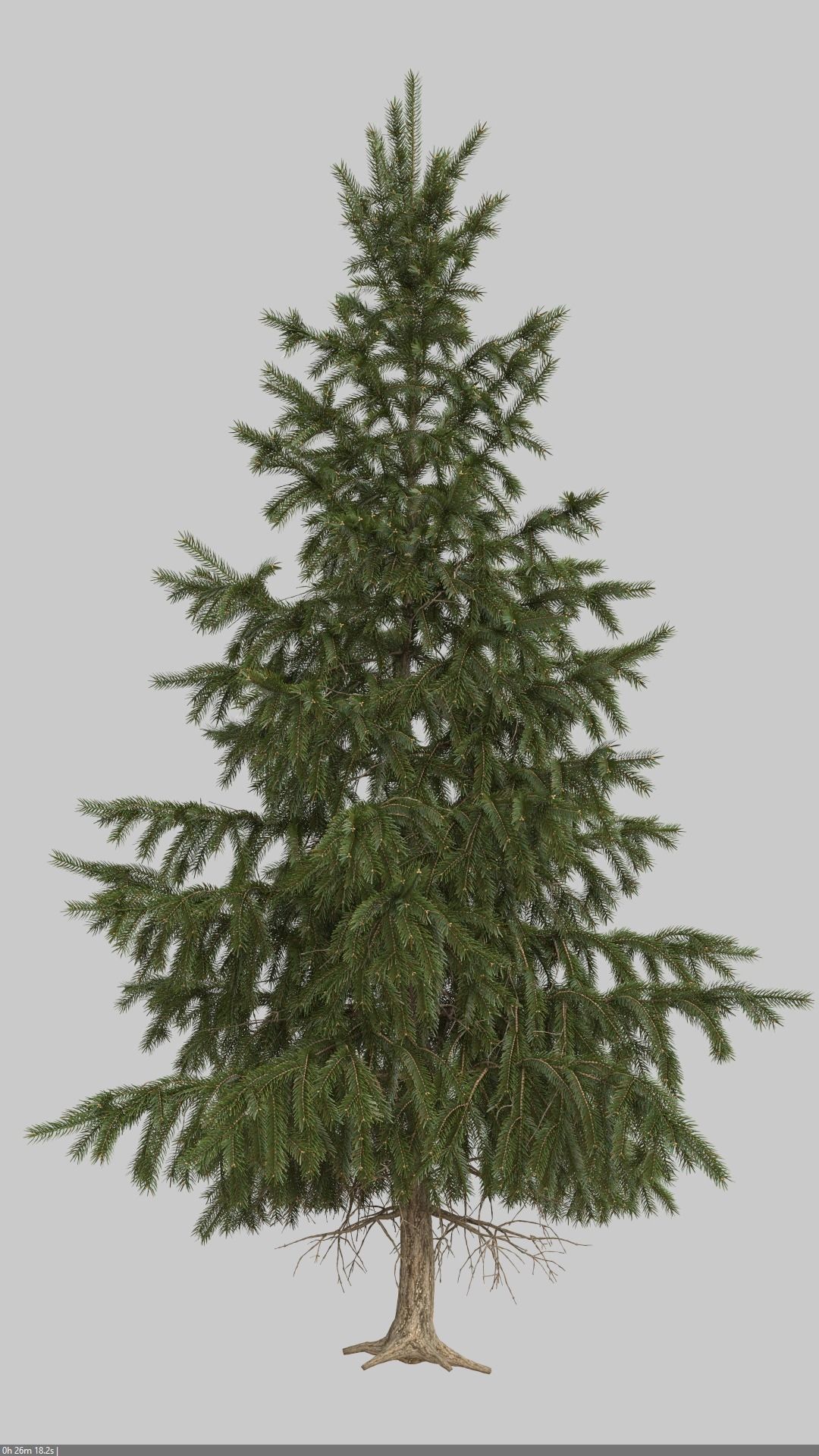 High Poly Spruce Tree 3D model_6