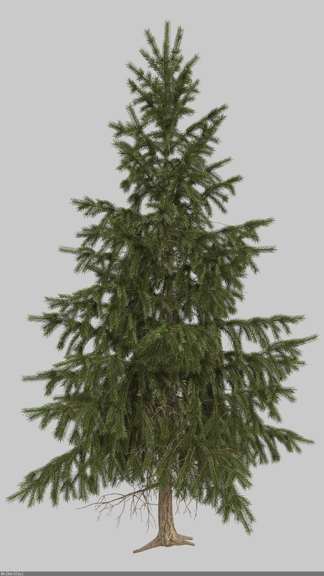High Poly Spruce Tree 3D model_7