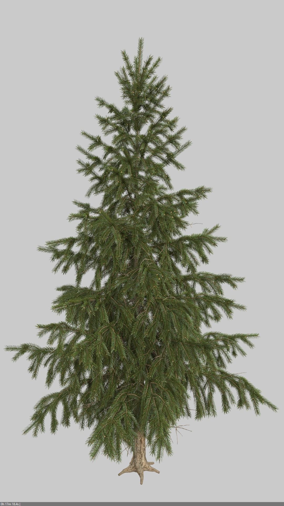 High Poly Spruce Tree 3D model_3