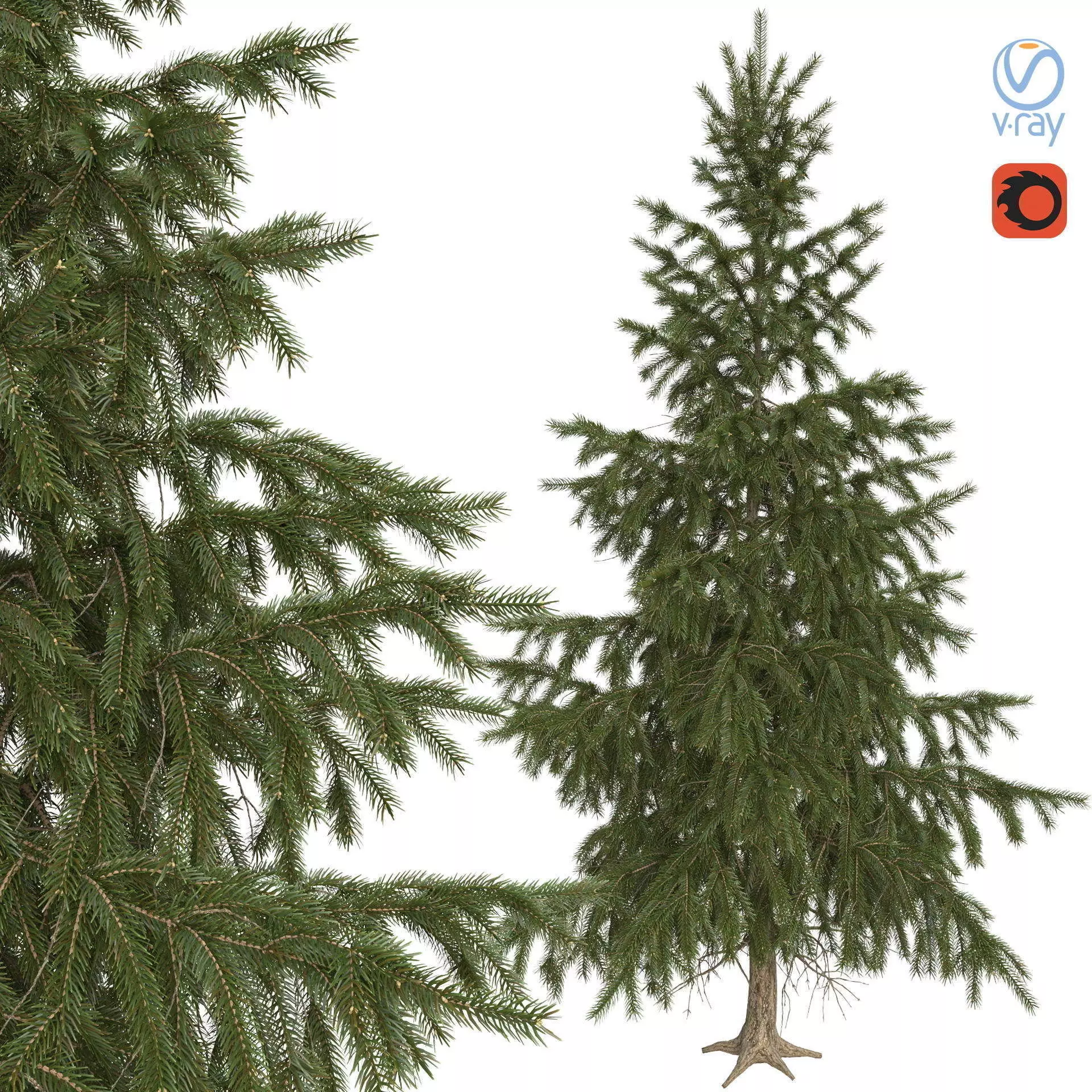 High Poly Spruce Tree 3D model_0