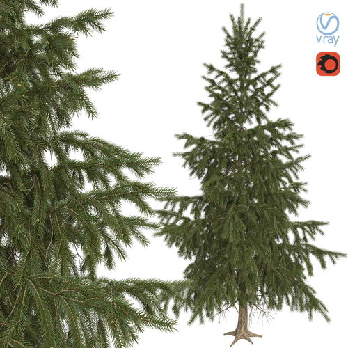 High Poly Spruce Tree 3D model