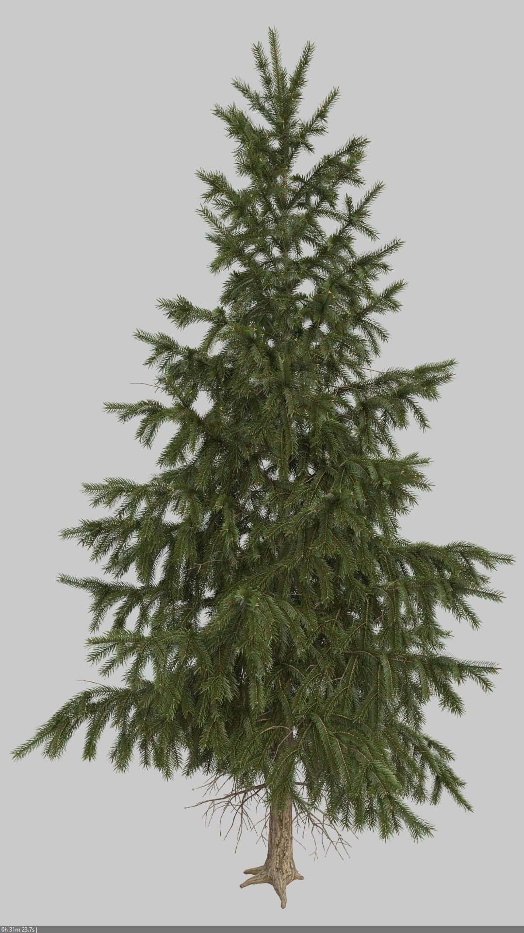 High Poly Spruce Tree 3D model_9
