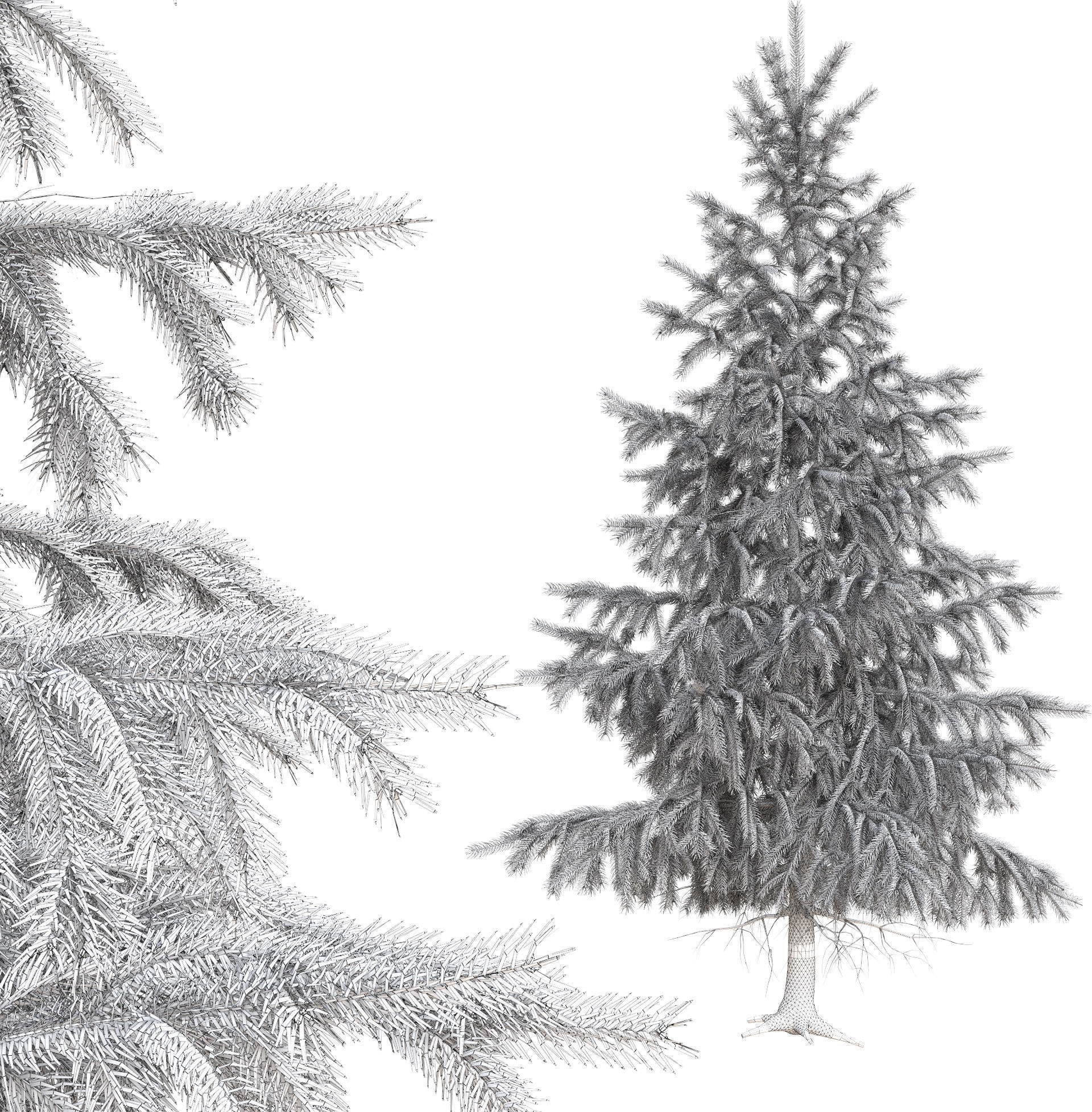 High Poly Spruce Tree 3D model_11