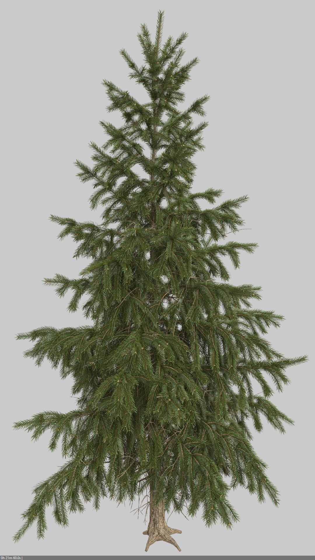 High Poly Spruce Tree 3D model_5