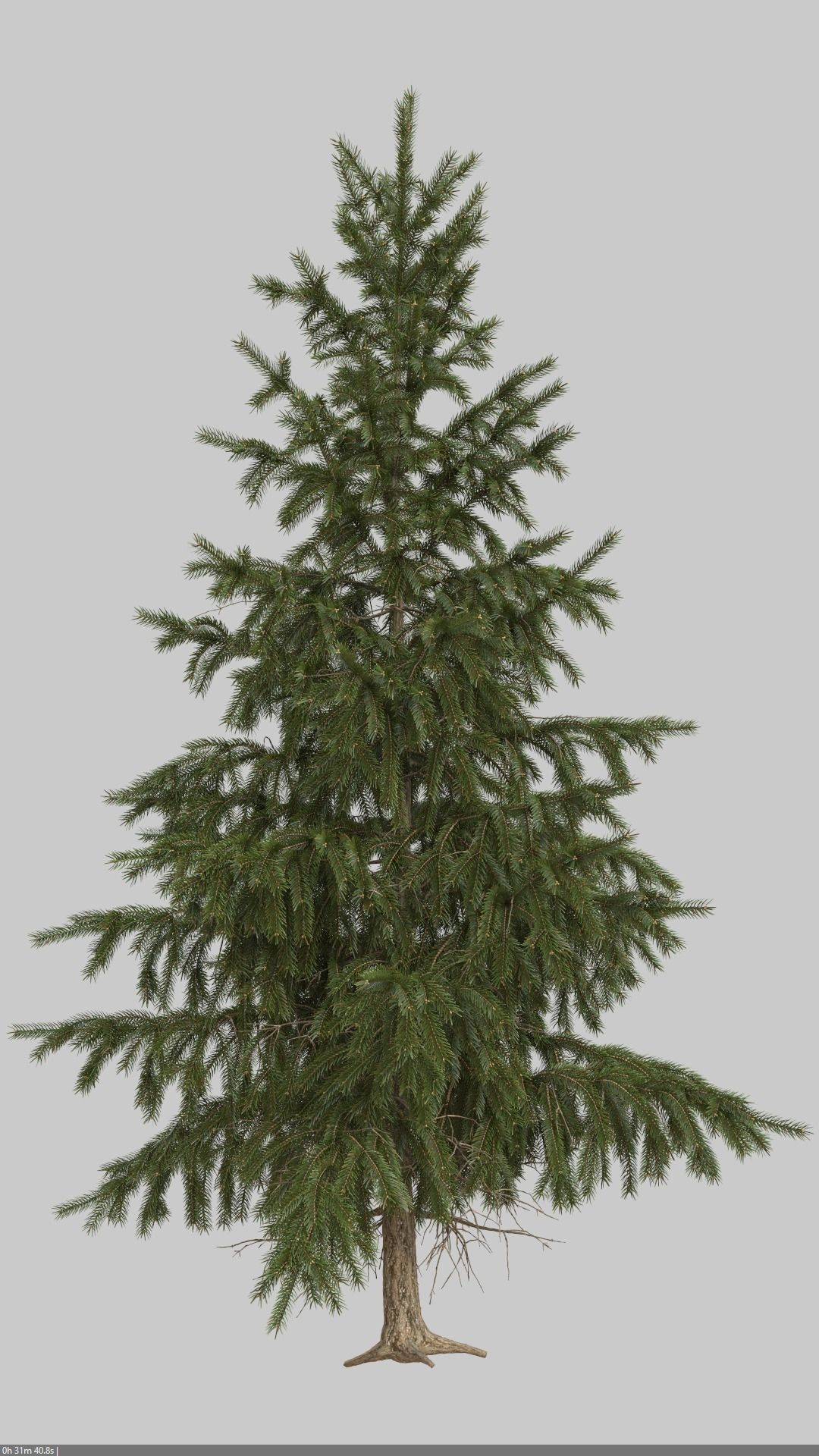 High Poly Spruce Tree 3D model_8