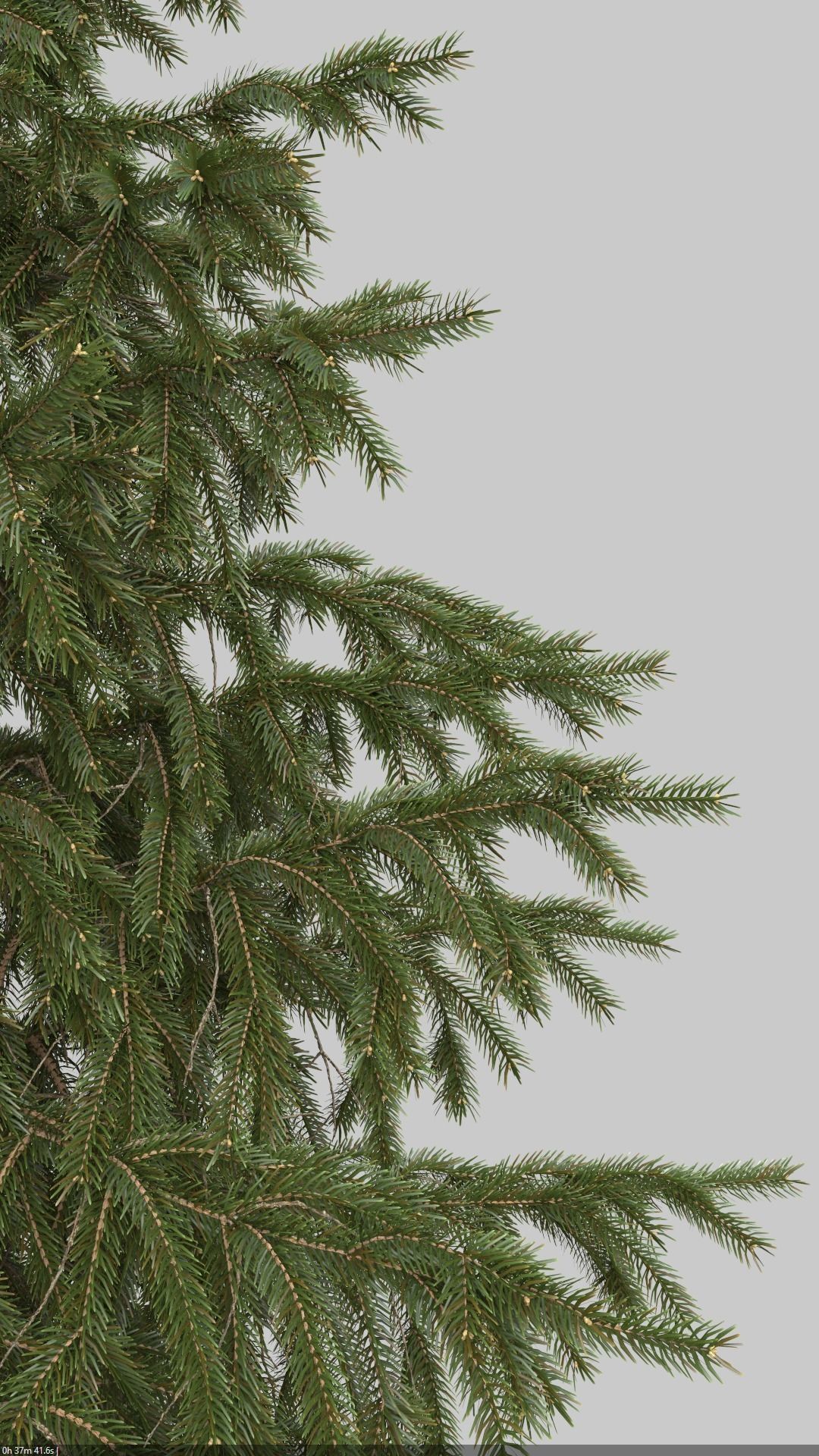 High Poly Spruce Tree 3D model_1
