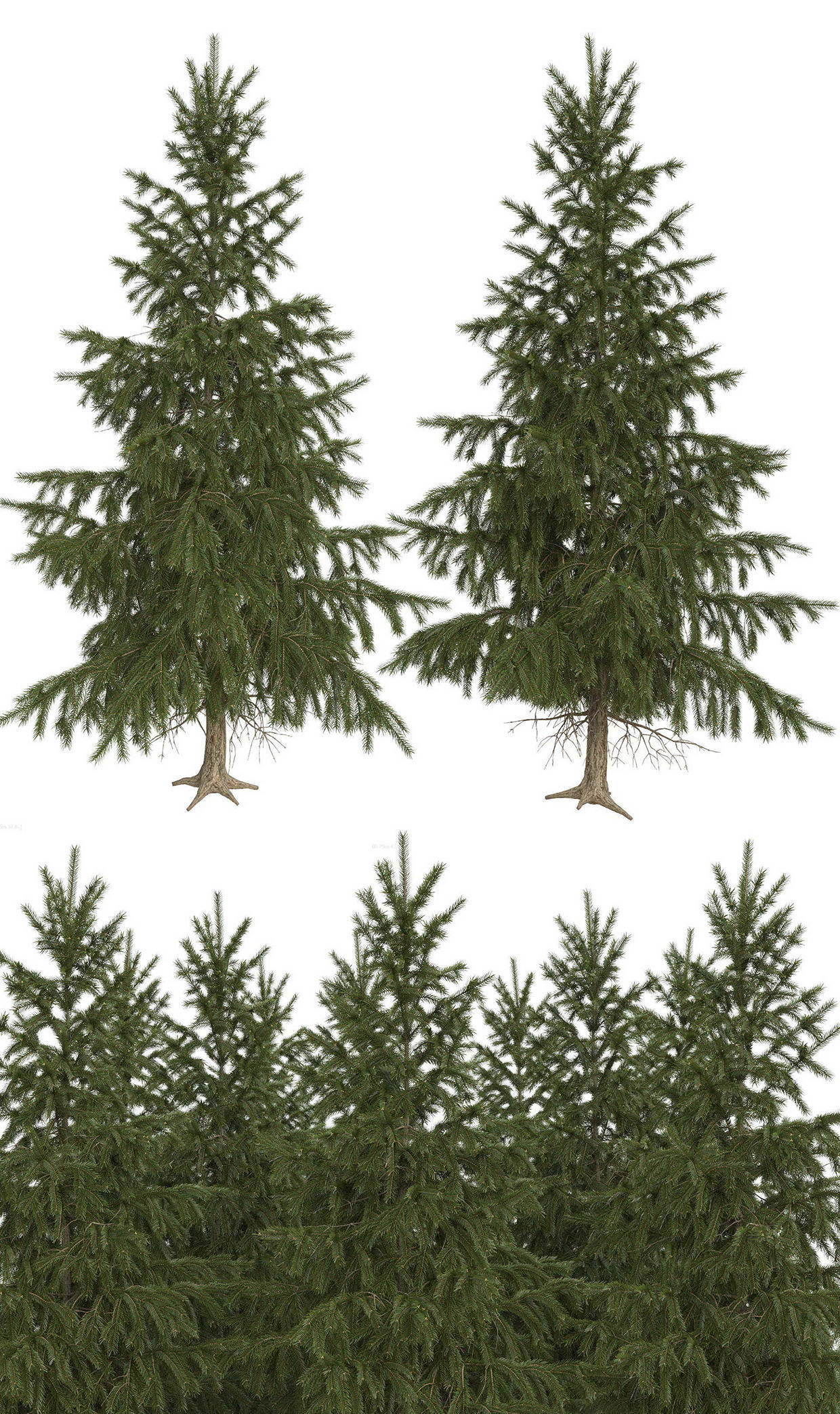 High Poly Spruce Tree 3D model_2