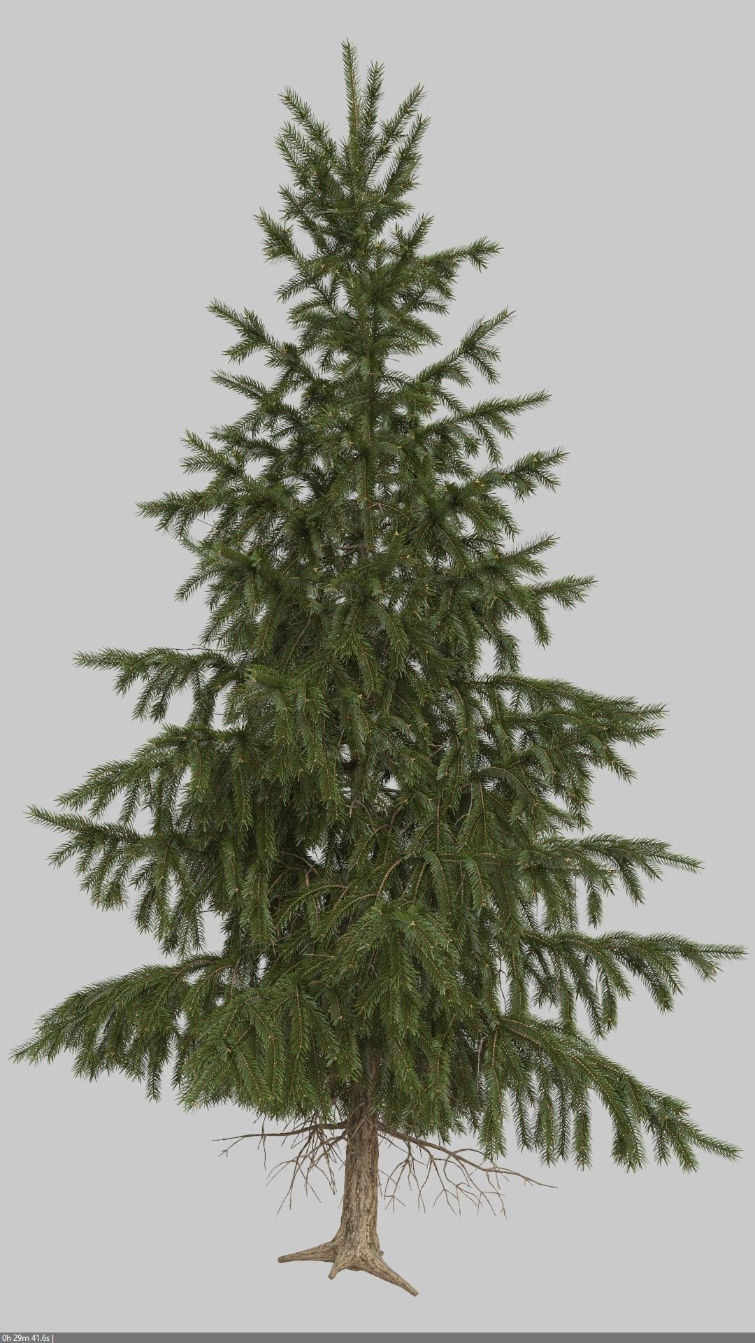 High Poly Spruce Tree 3D model_10