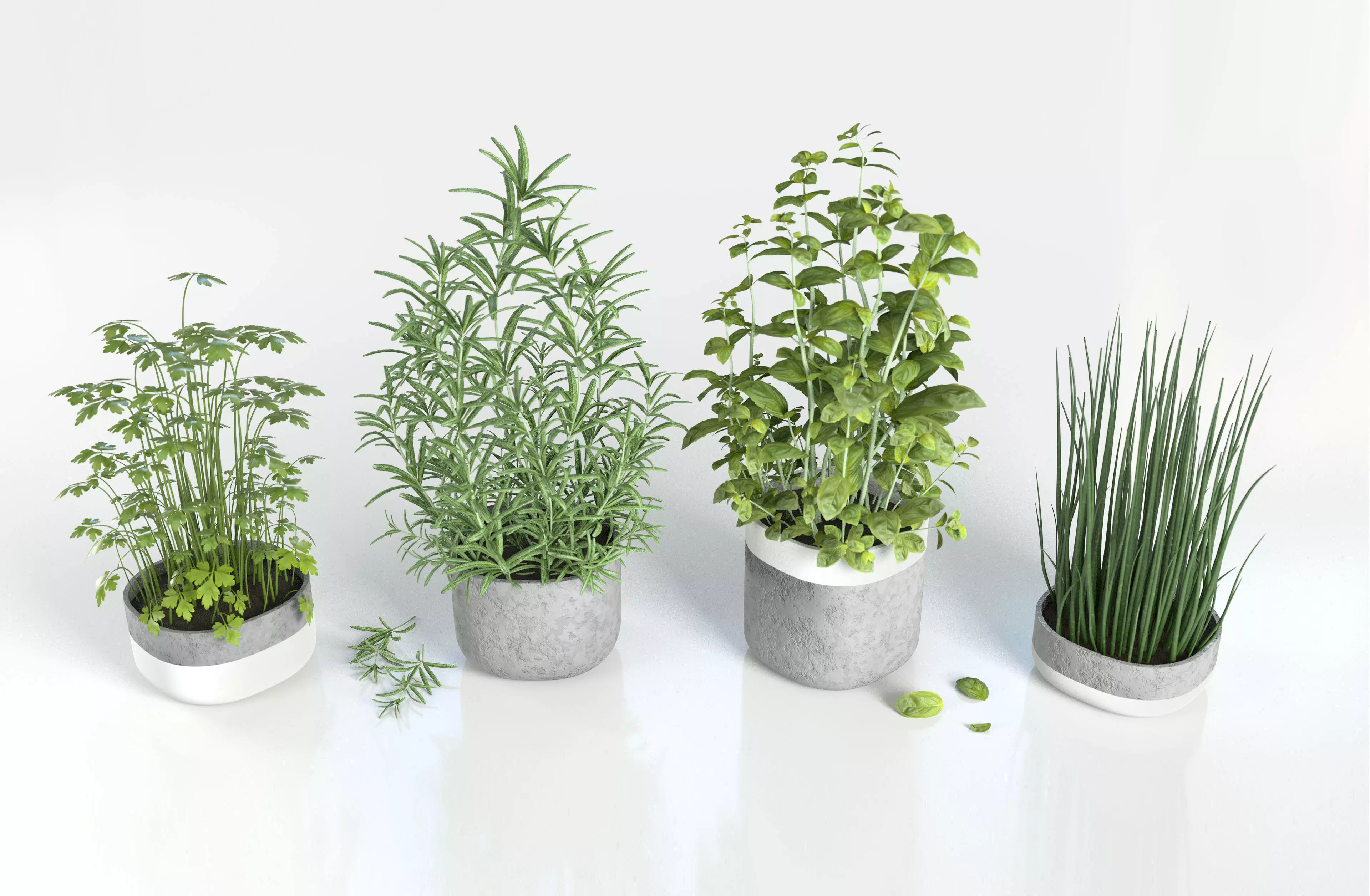 Herbs for kitchen 3D model