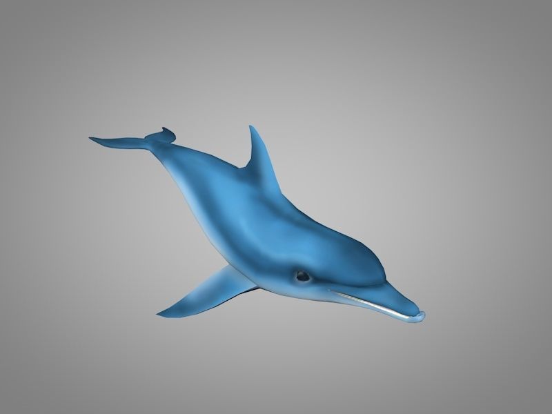 Dolphin Low-poly 3D model_8