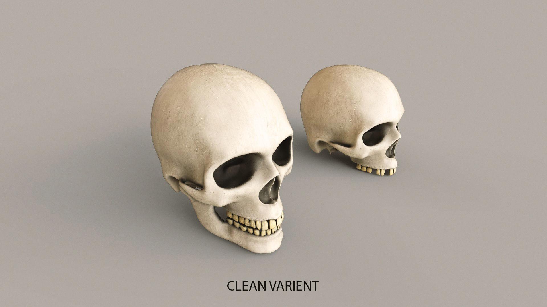 Human Skulls Low-poly 3D model_10