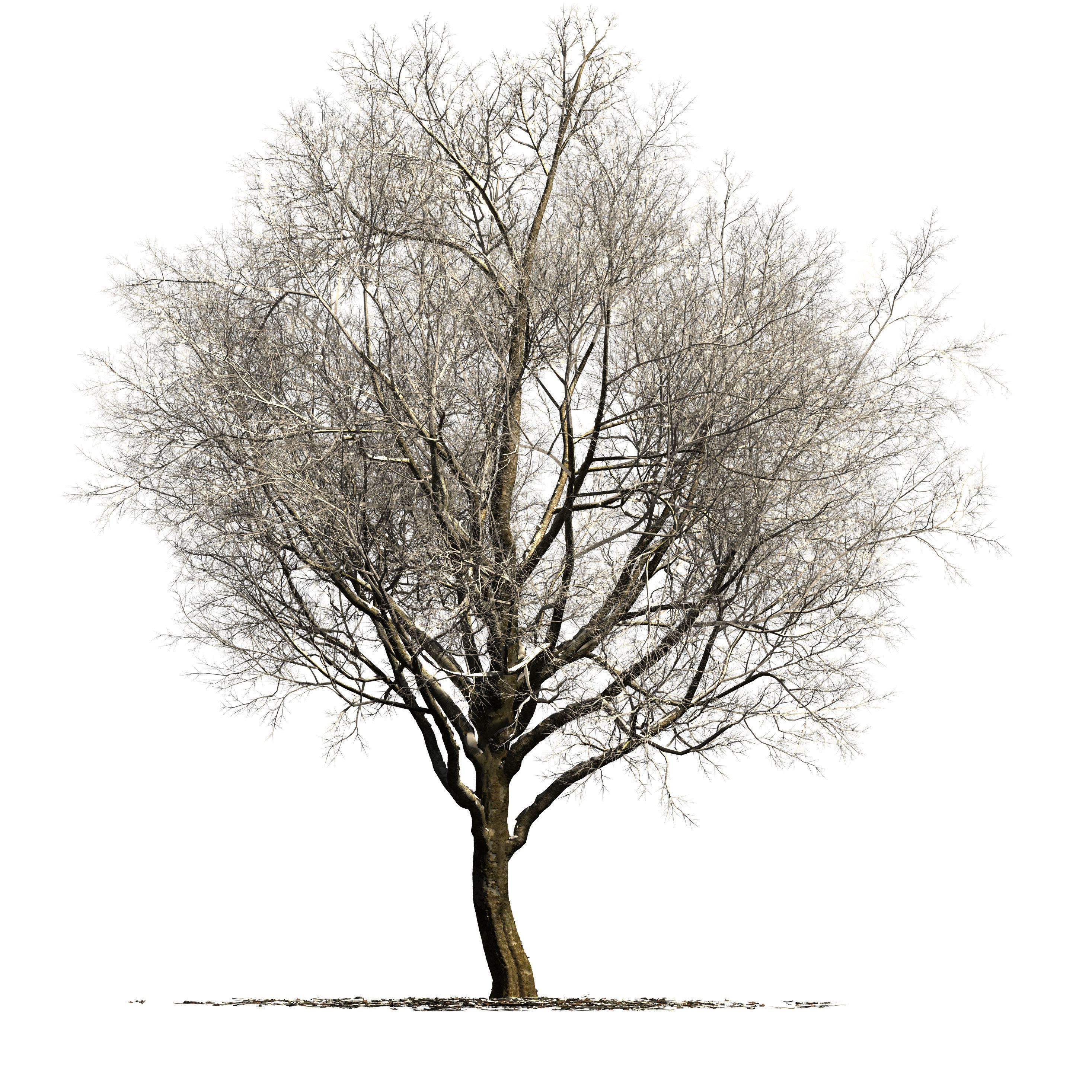 Sycamore chinar tree 3D model_5