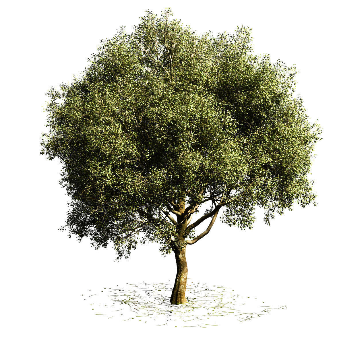 Sycamore chinar tree 3D model_6