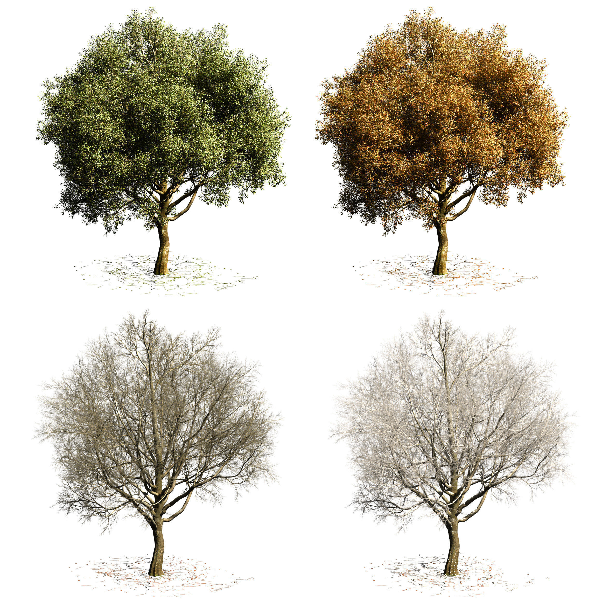 Sycamore chinar tree 3D model_1