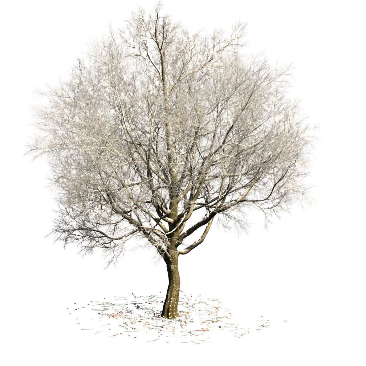 Sycamore chinar tree 3D model_9