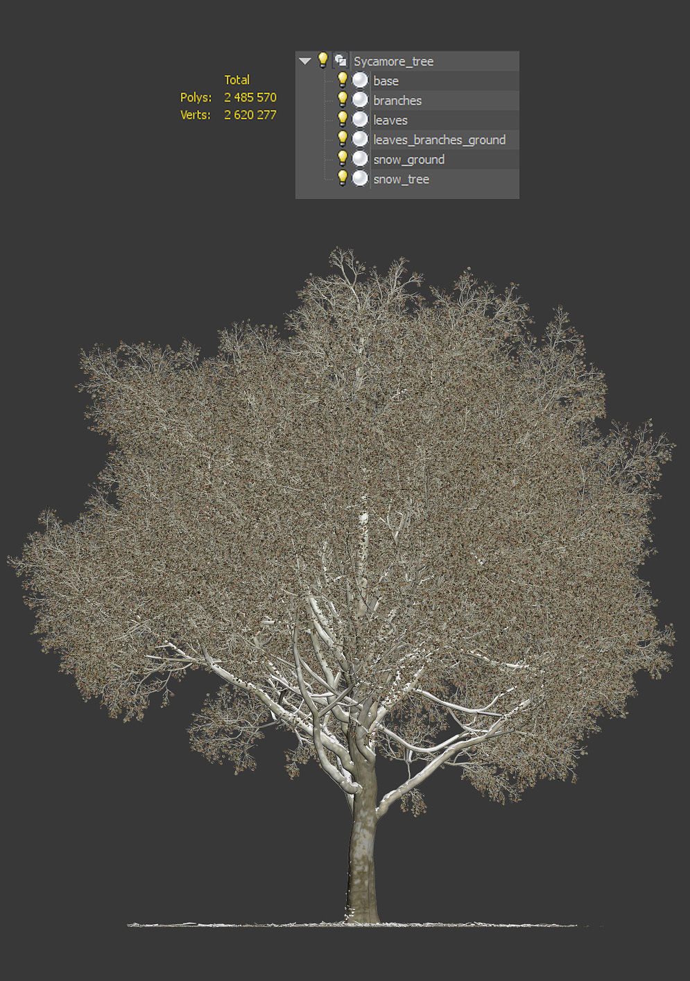 Sycamore chinar tree 3D model_10