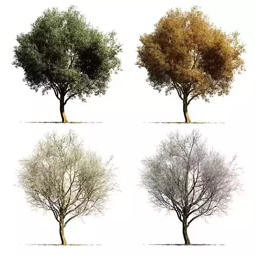 Sycamore chinar tree 3D model