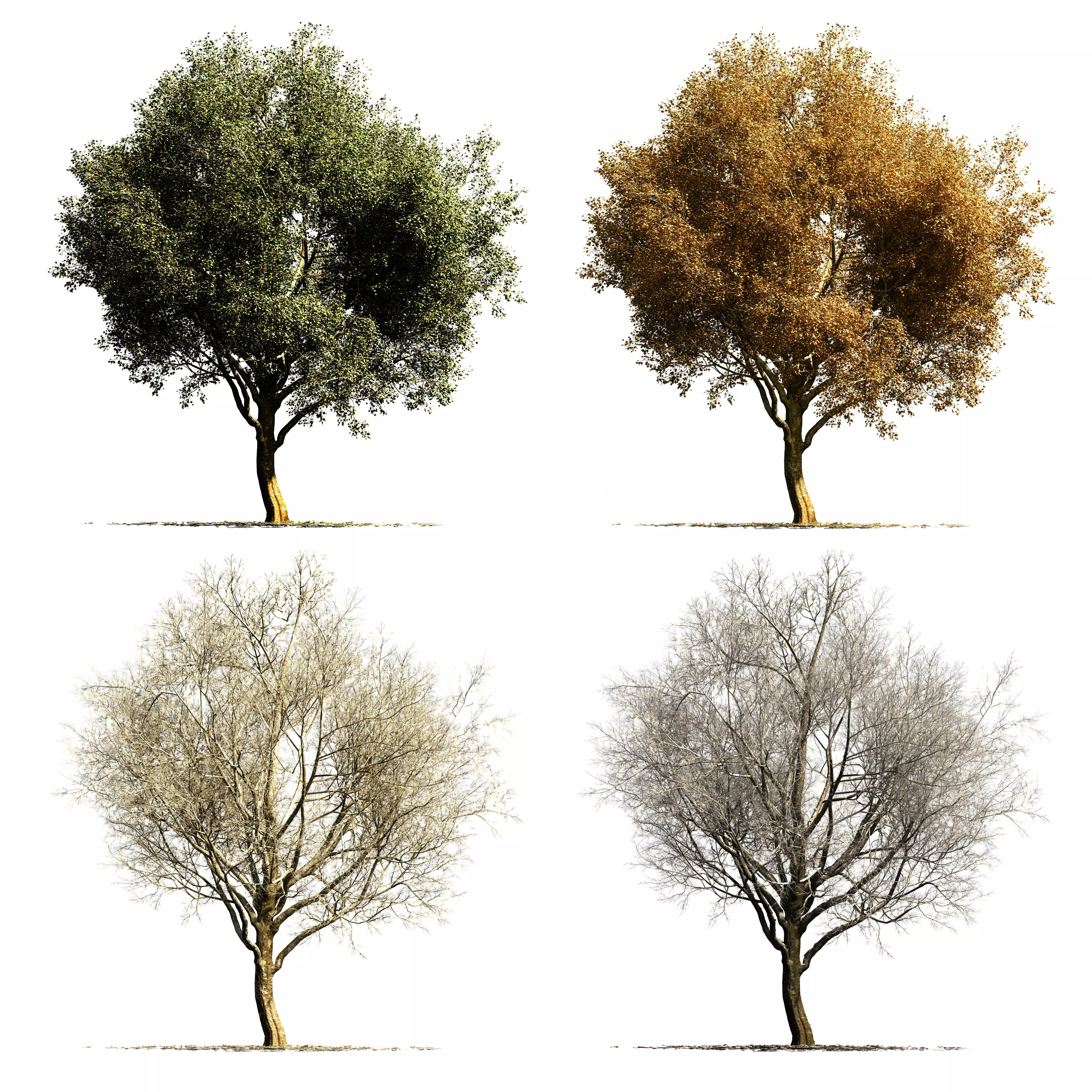 Sycamore chinar tree 3D model_0