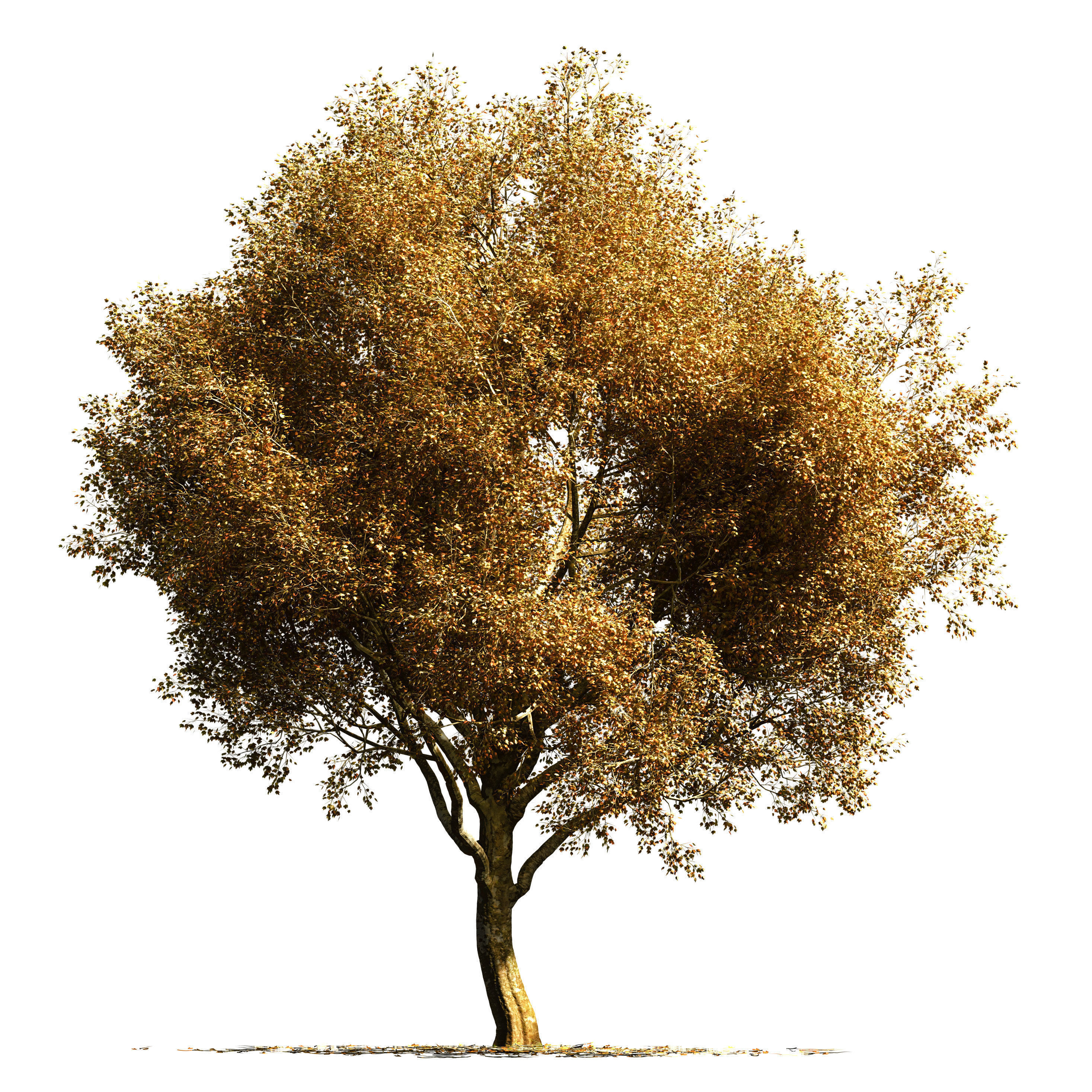 Sycamore chinar tree 3D model_3